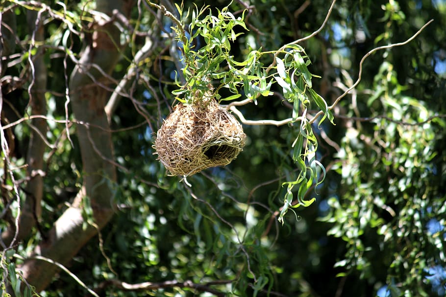 Nest, Breed, Birds, Tree, Airy, Height, egg, construction, straw HD wallpaper