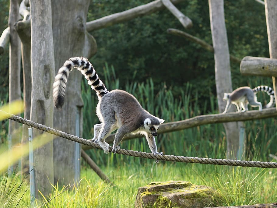 HD wallpaper: ring tailed lemur, madagascar, prosimians, curly tail ...