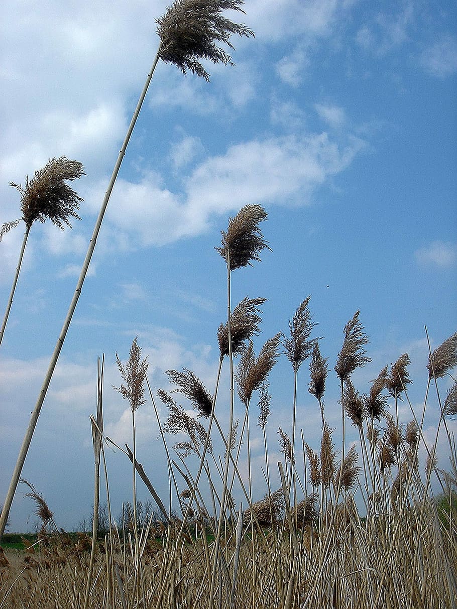 Dry, Grass, High, Wind, Movement, dry grass, sky, cloud - sky HD wallpaper
