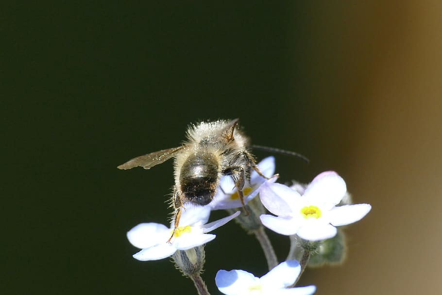 bee, macro, insect, close up, flight insect, blossom, bloom HD wallpaper