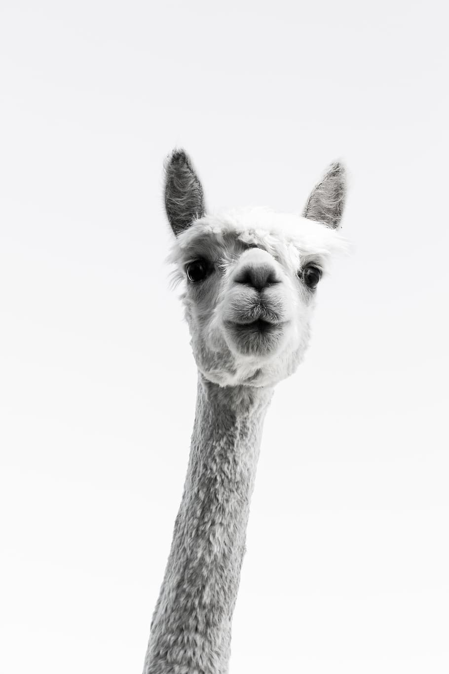 grayscale photo of lama, alpaca, long neck, curious, black white, HD wallpaper