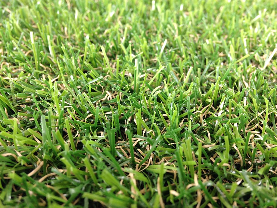 grass, field, green, green color, plant, growth, full frame HD wallpaper