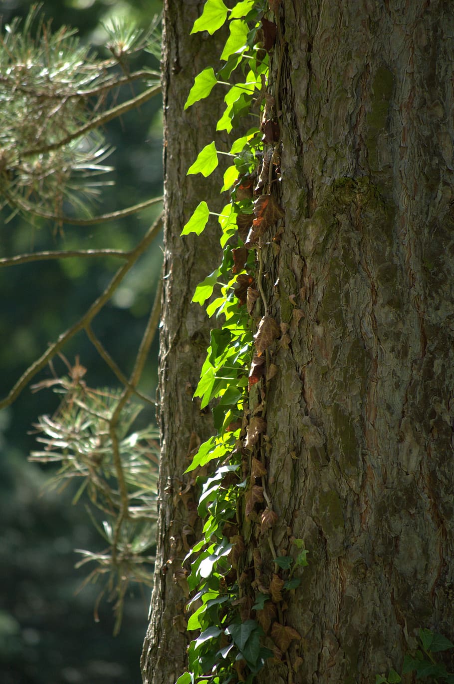 Wild Grapes, Log, Pine, Sunlight, Forest, light and shadow HD wallpaper