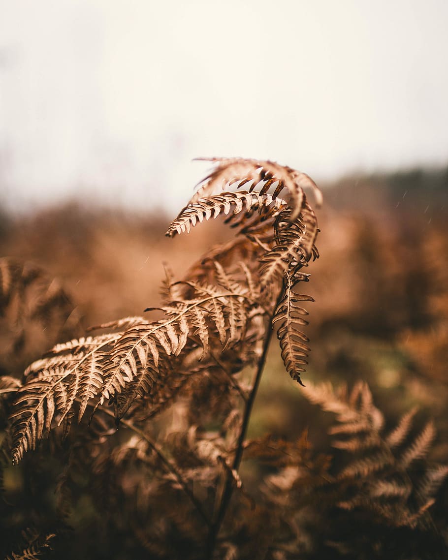 selected focus photo of brown dry leaf, photo of dried fern plant HD wallpaper