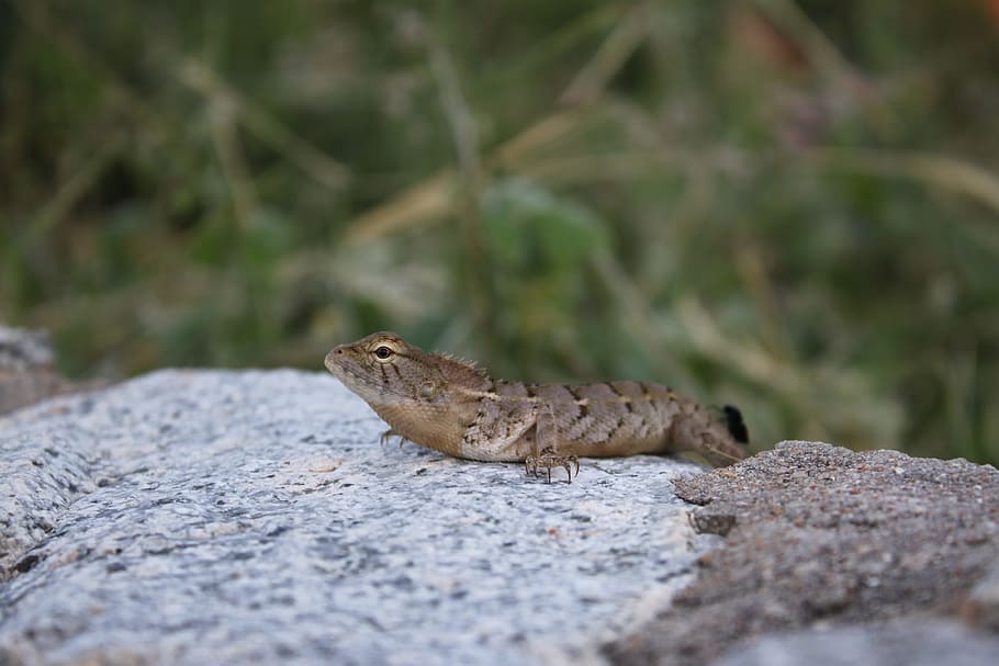 Thailand, Lizard, Vacation, Stone, nature, animal, one animal HD wallpaper
