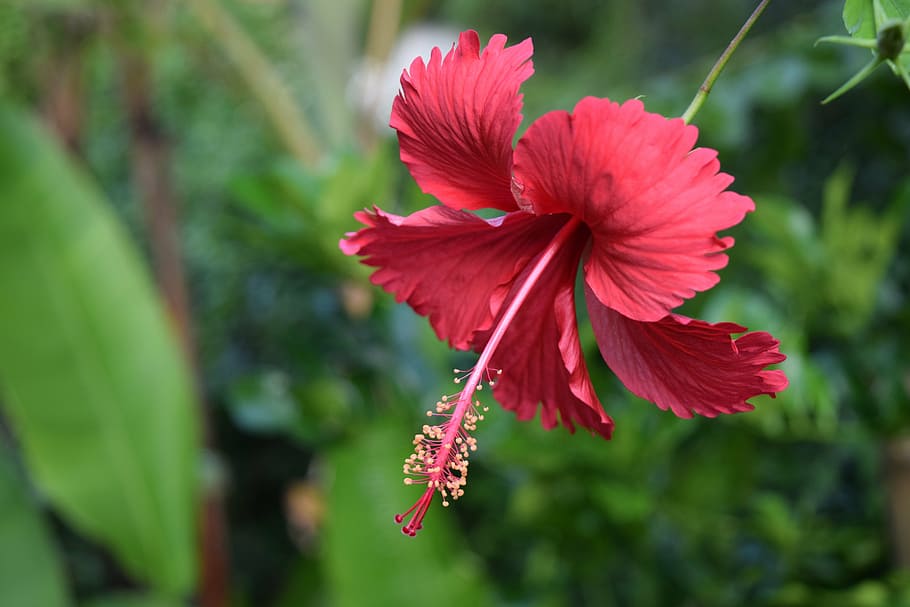flower, jungle, cambodia, nature, plant, petal, red, flower Head HD wallpaper