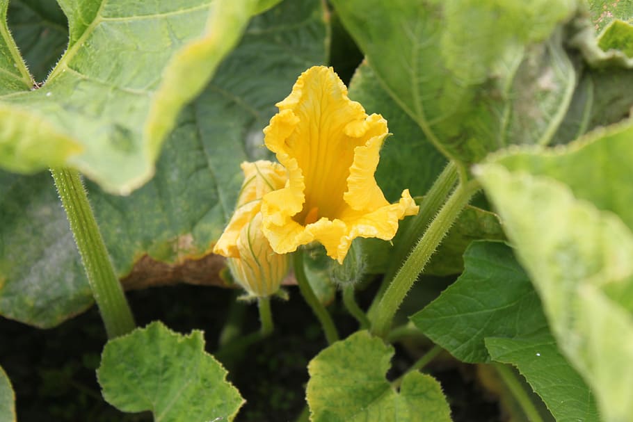 flower, field, macro, nature, pumpkin, plant part, leaf, growth HD wallpaper