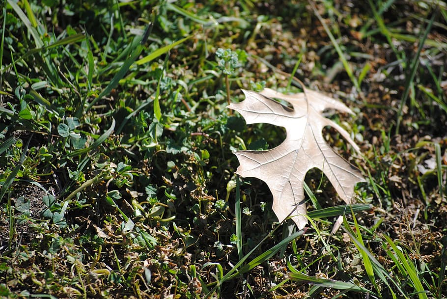 Leaf, Fallen, Nature, Autumn, Fall, season, yellow, foliage HD wallpaper
