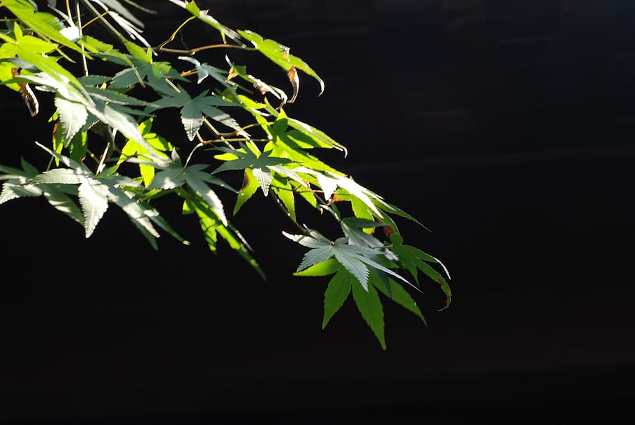 the leaves, leaf, green leaf, plant part, growth, green color HD wallpaper