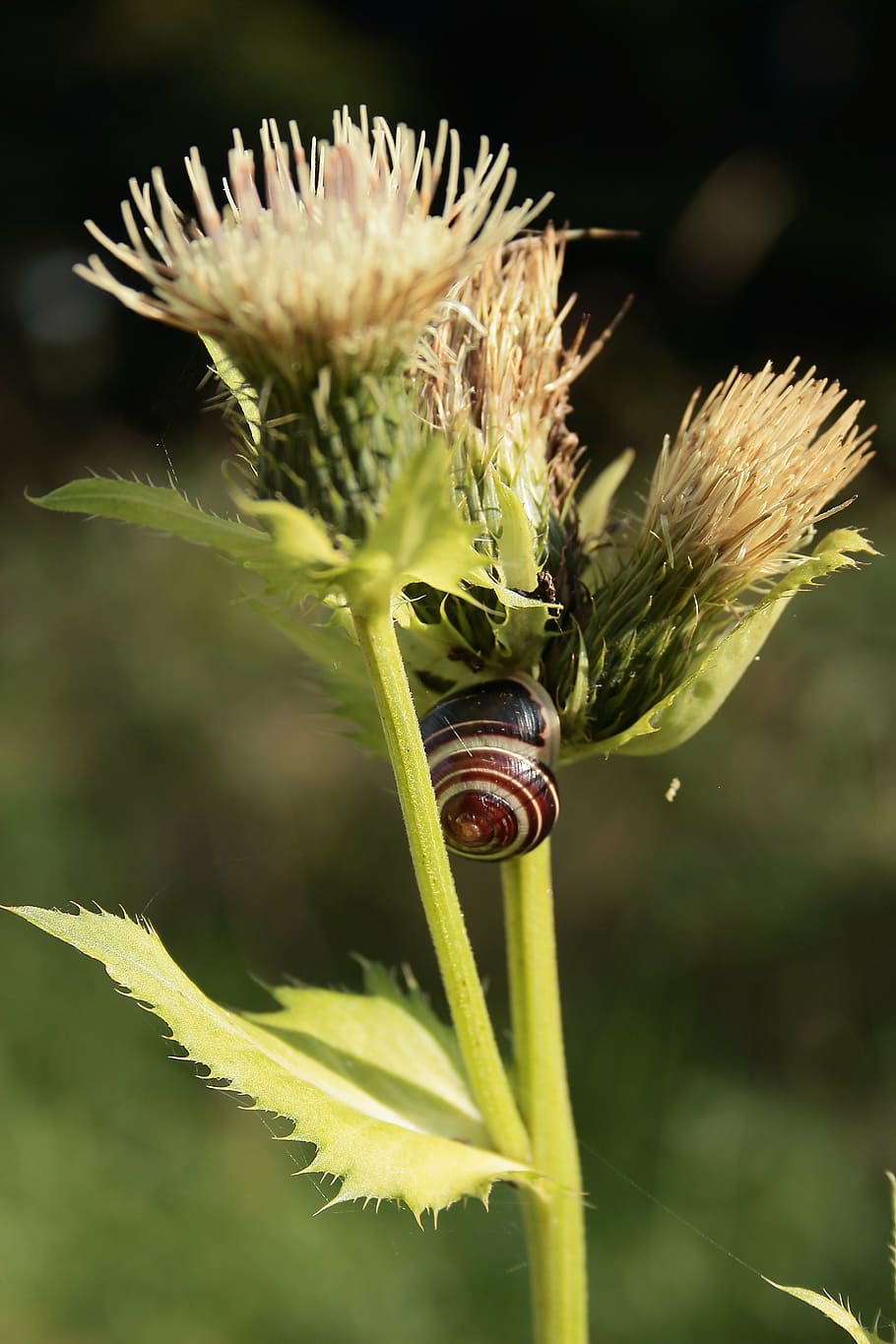 thistle, snail, flower, shell, nature, close, blossom, bloom HD wallpaper