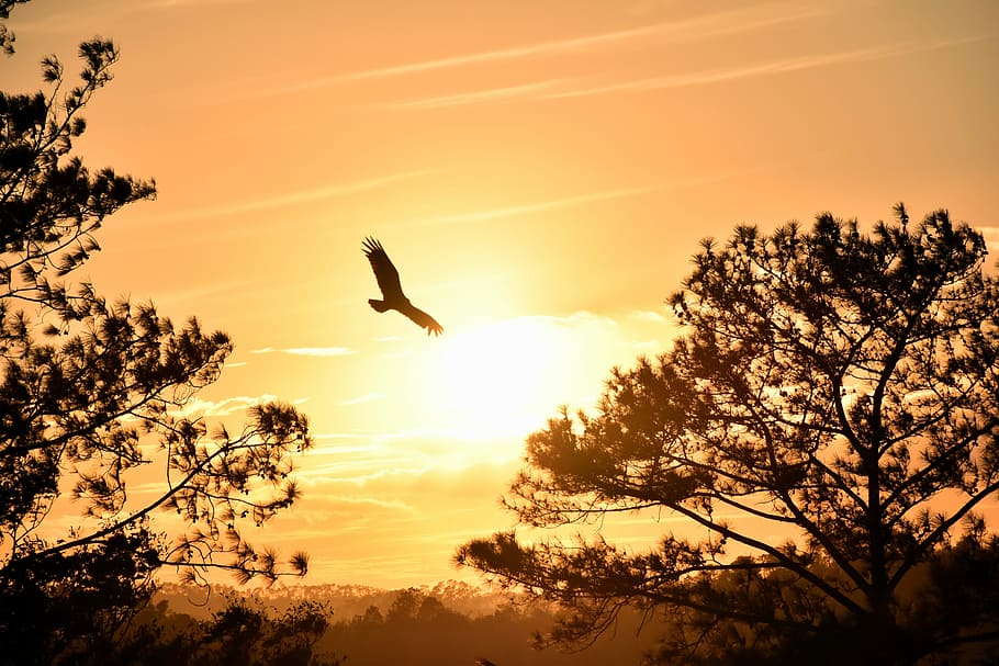 eagle hanging under sunset, low angle and silhouette photography of flying eagle above trees HD wallpaper