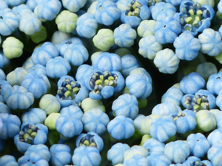 Hydrangea, Flower, Flower, Flower Buds, blue, greenhouse hydrangea HD wallpaper
