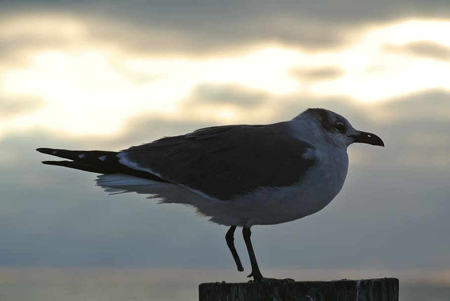 Seagull, One, Bird, Close, seevogel, mood, sky, one animal HD wallpaper