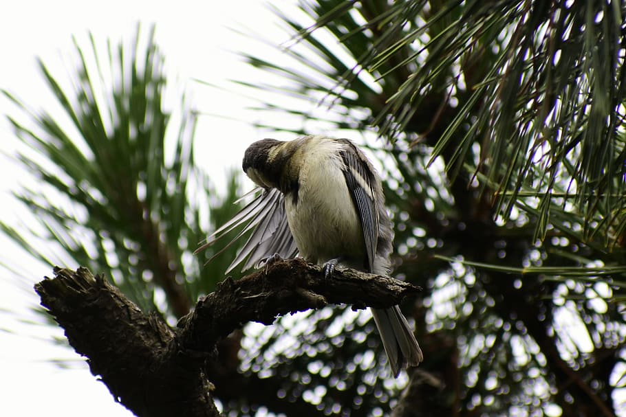 animal, forest, pine, branch, little bird, tits, hair mending HD wallpaper