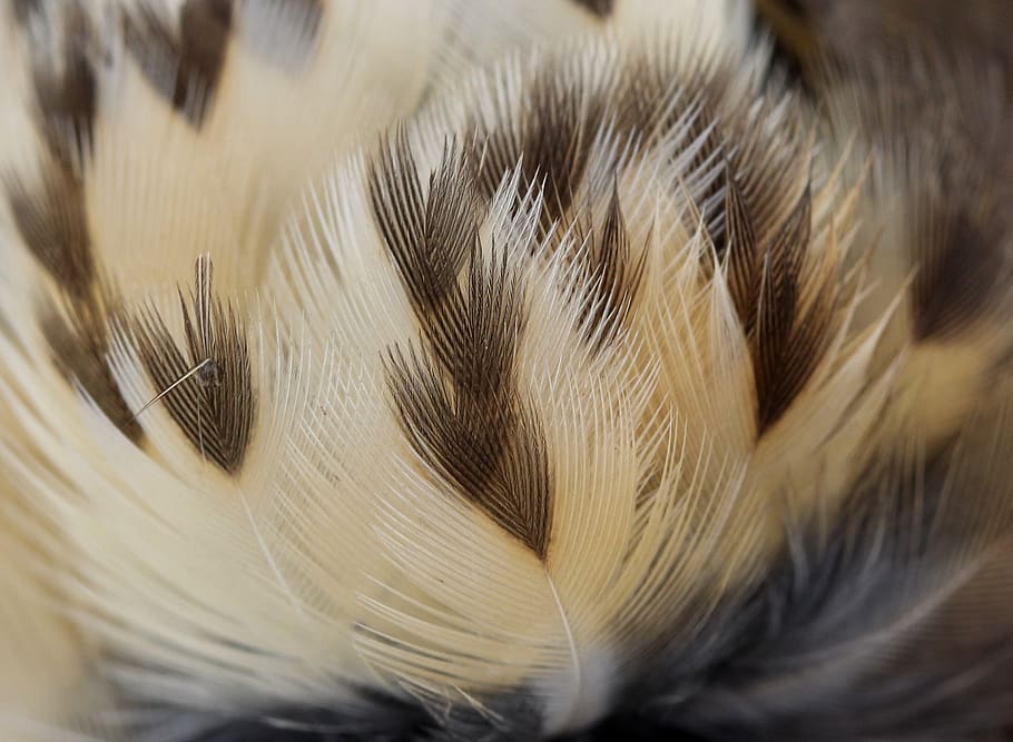 snowflakes, feather, birds, animal, close-up, animal themes HD wallpaper