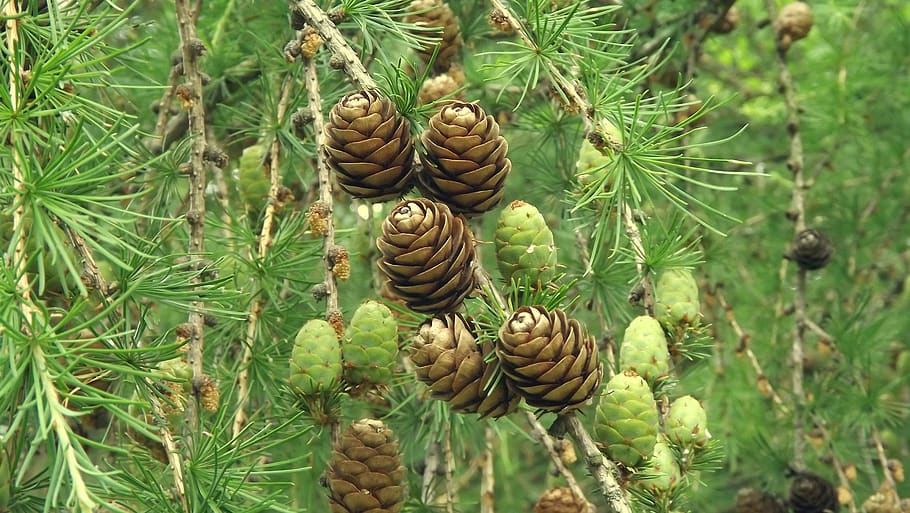 tree, nature, needle, pine, branch, cones, forest, green, plant HD wallpaper