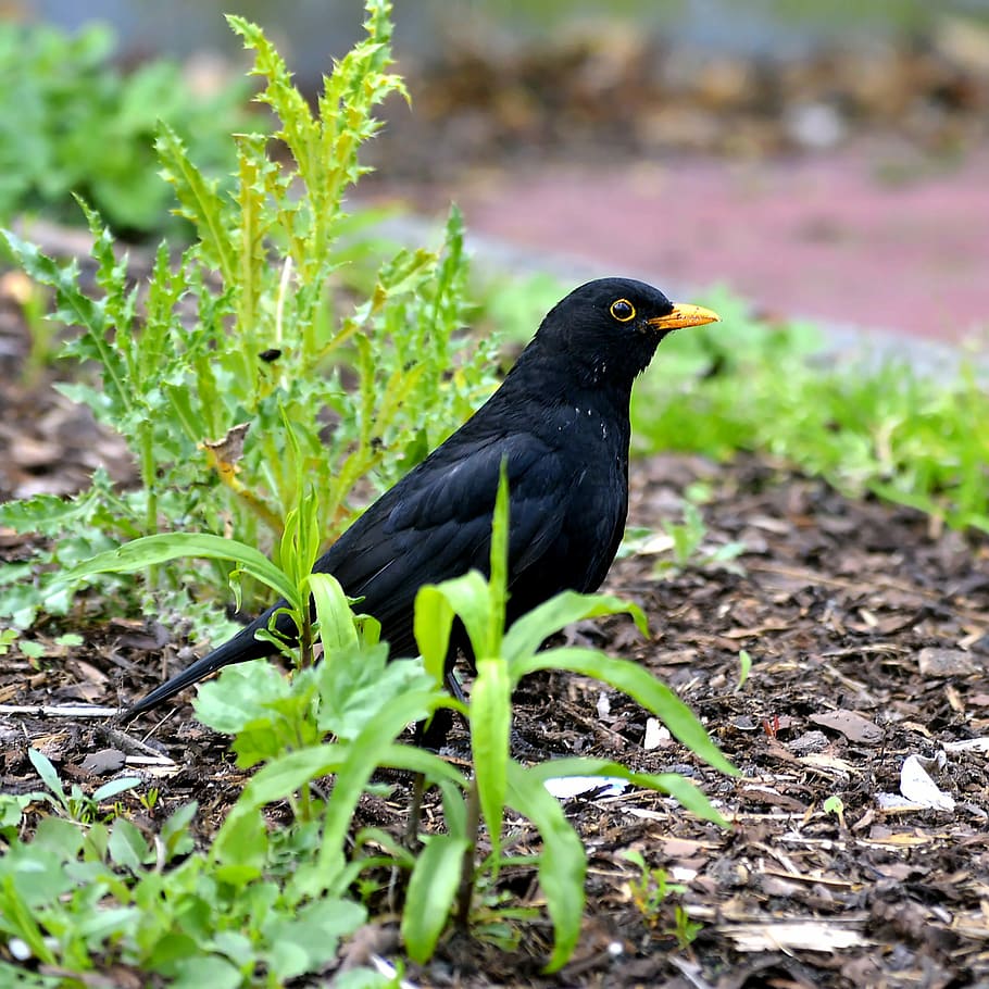 Blackbird, Males, sisngvogel, garden, spring, europe, species, HD wallpaper