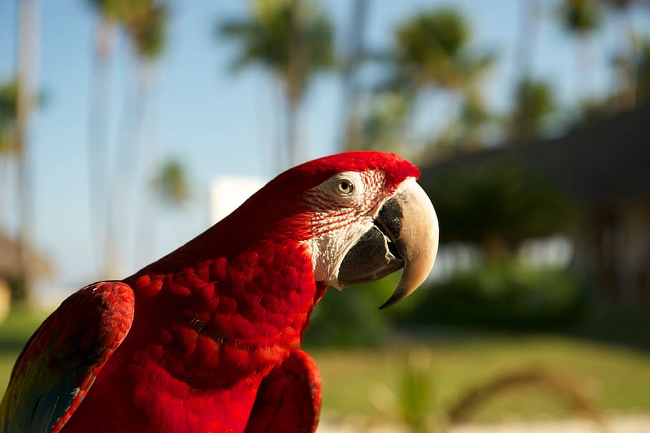 Parrot, Bird, red, one animal, animal themes, close-up, focus on foreground HD wallpaper