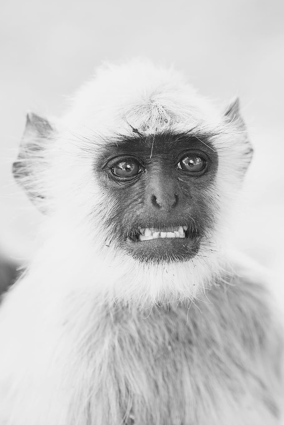 grayscale photo of primate, grayscale photo of monkey, langur HD wallpaper