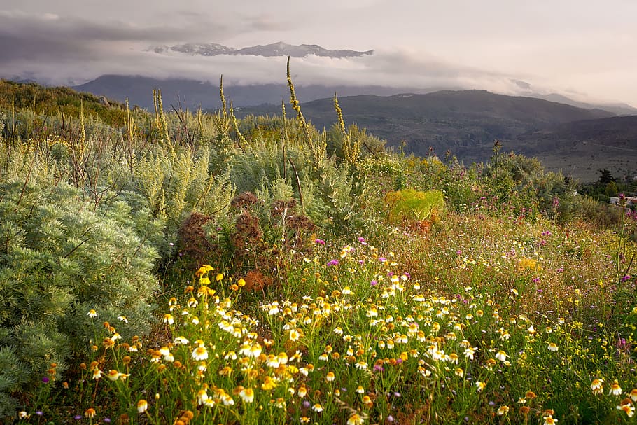 field of flowers, landscape, nature, mountain, sky, flower meadow HD wallpaper