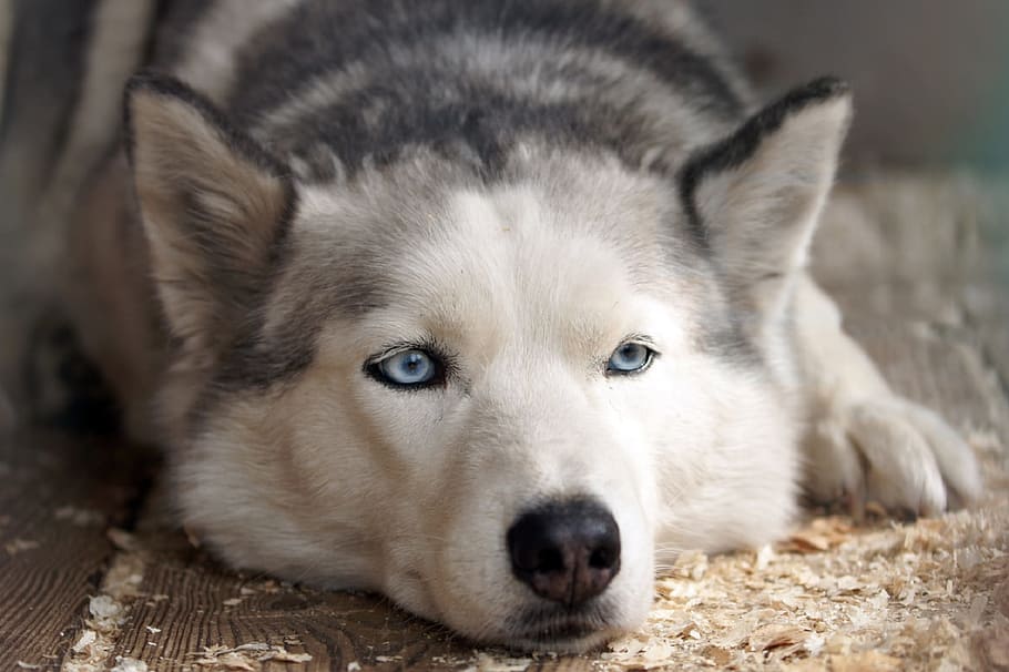black and white Siberian Husky lying on wooden surface filled with wood powders, HD wallpaper