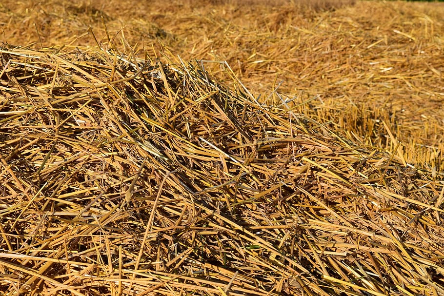 background, straw, harvested, dry, rural, agriculture, plant HD wallpaper
