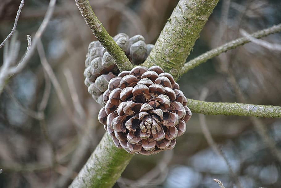 pine cone pine, pigne pine tree, pinecone, conifer, nature HD wallpaper