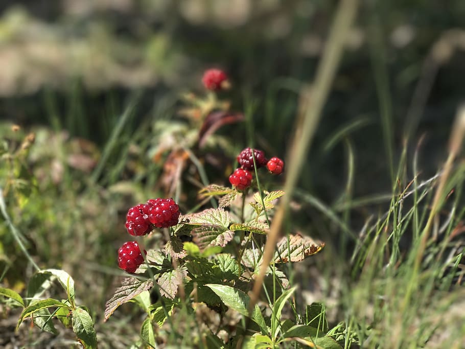 mountain, fruit, red fruit, food and drink, plant, growth, berry fruit HD wallpaper