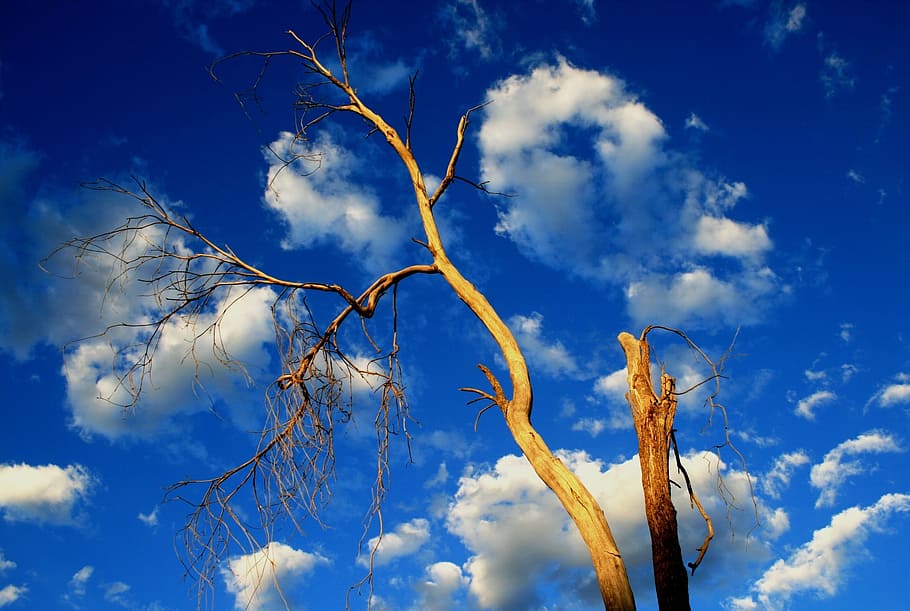 tree, old, dead, dry, bare, sundown, cloud - sky, blue, low angle view HD wallpaper