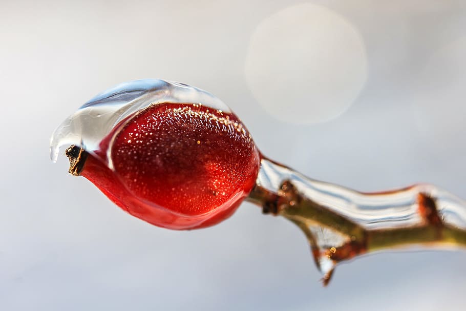red fruit with water dew, rosehips, ice, winter, brian, crop HD wallpaper