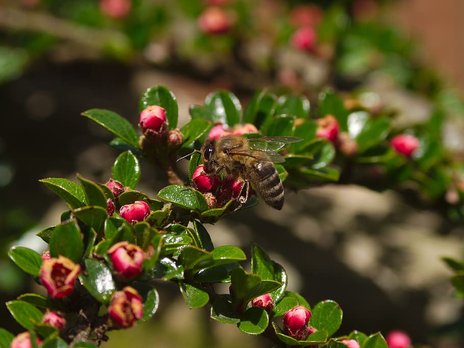 honeybee, pollination, cotoneaster, nature, insect, spring HD wallpaper