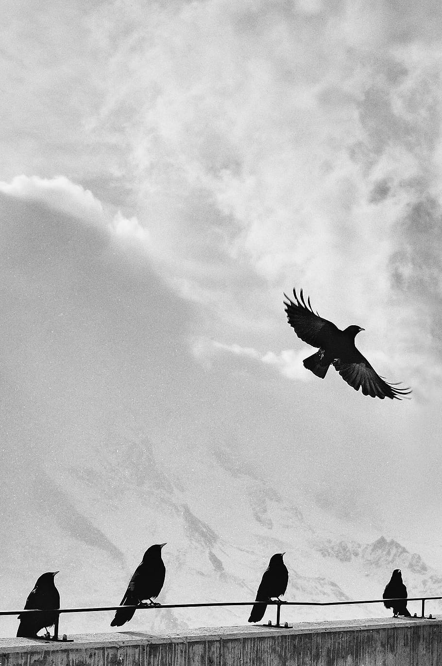 grayscale photo of birds, five black birds under gray and white sky