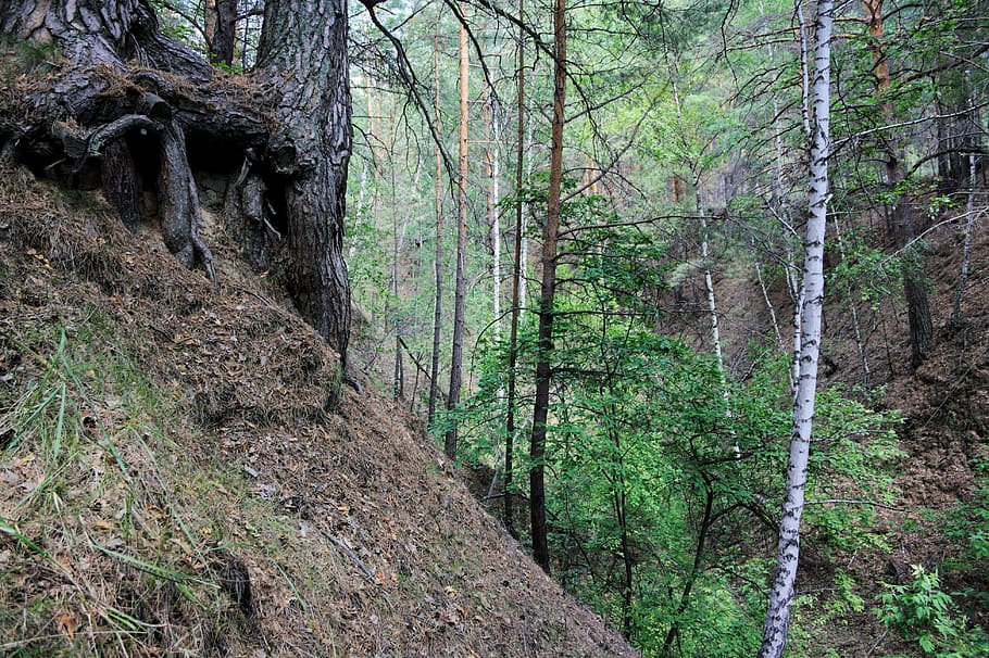 breakage, forest, ravine, tree, slope, plant, land, tree trunk HD wallpaper