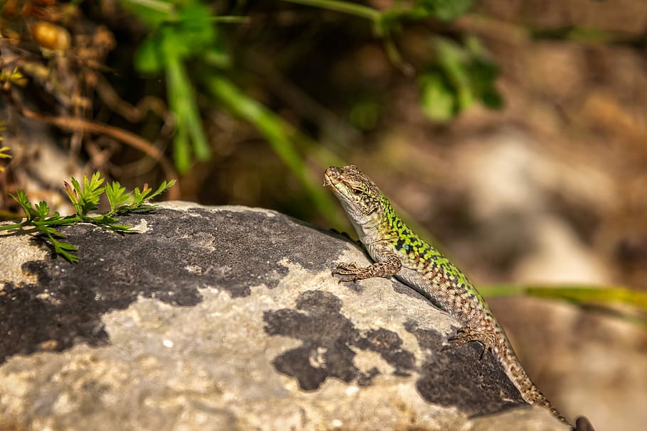 selective focus photo green and brown gecko, lizard, reptile, HD wallpaper