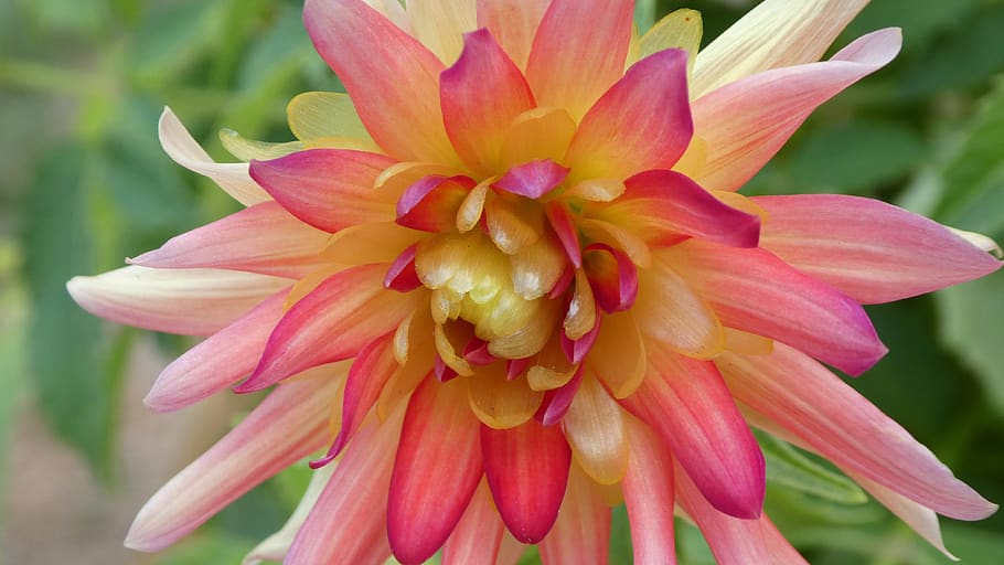 dahlia, delicate flower, pink, rays, flowering plant, petal HD wallpaper