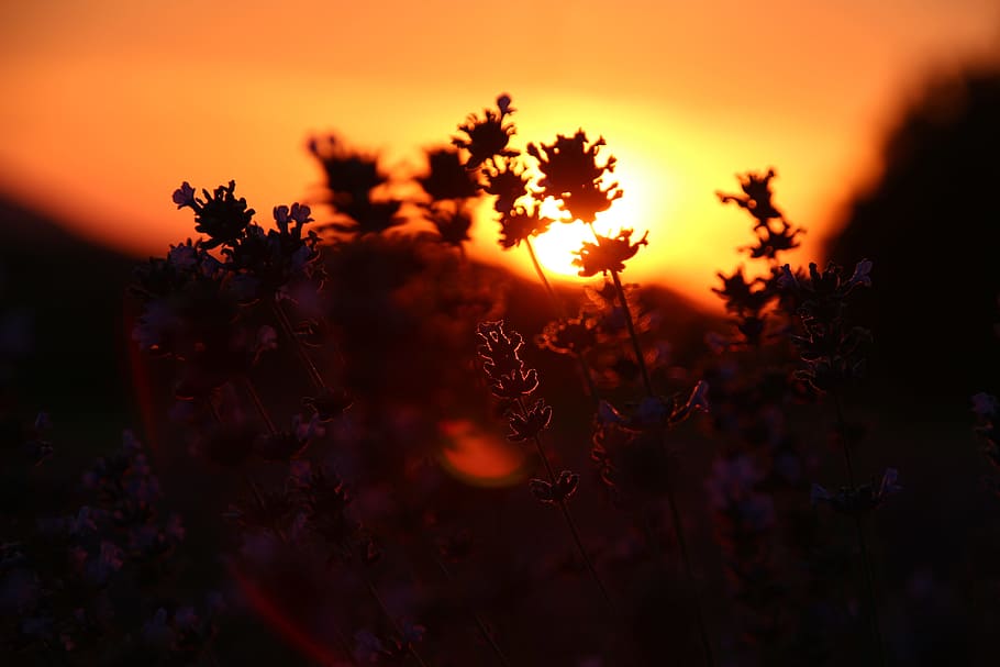 sunset, dusk, panorama, lip, detmold, teutoburg forest, lavender HD wallpaper