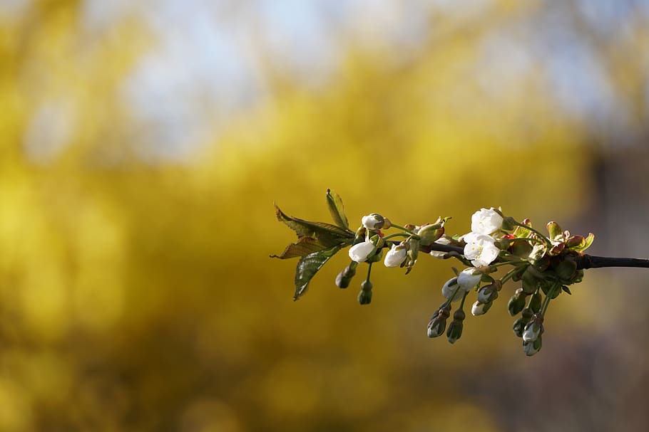 spring, macro, yellow, flower, cherry, sad, beauty, plant, growth HD wallpaper