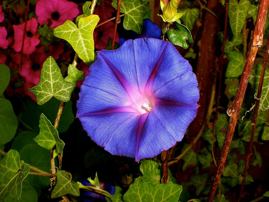 purple morning glory flower, purple pageantry winds, imopea purpurea HD wallpaper