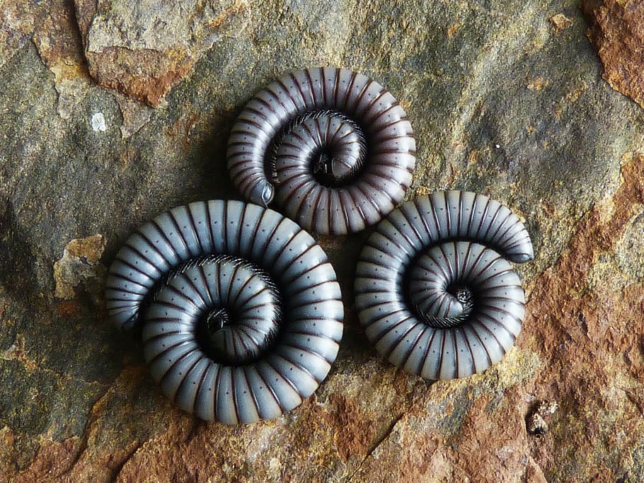 worms, spiral, rock, no people, animal, shell, animal wildlife HD wallpaper