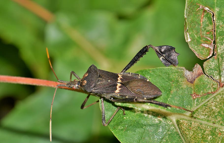 beetle, bug, leaf footed bug, citron bug, insect, flying insect, HD wallpaper