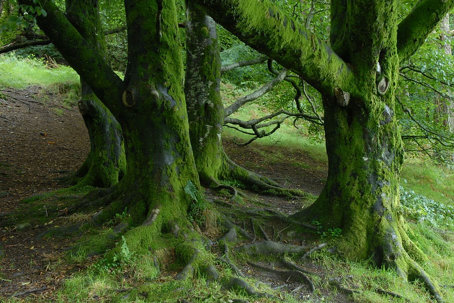 trees coated with moss, ireland, forest, nature, green color HD wallpaper