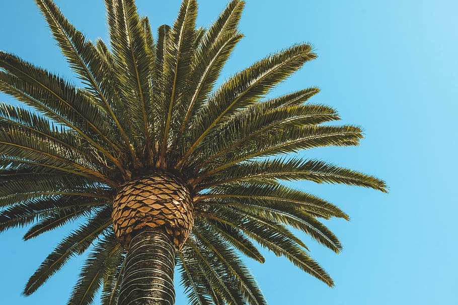 green palm tree in low angle photography, low angle photo of palm tree HD wallpaper