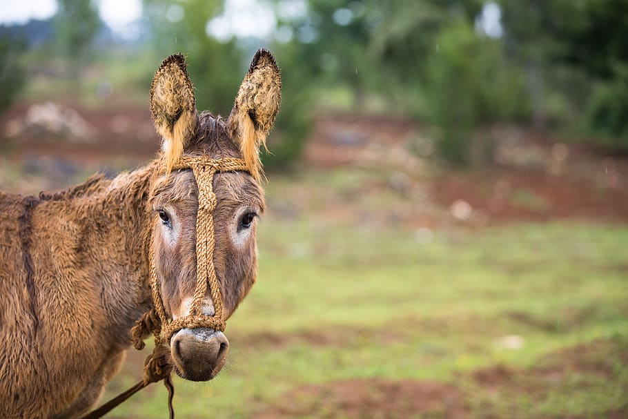 brown donkey standing on grass field, photography of horse, selective HD wallpaper