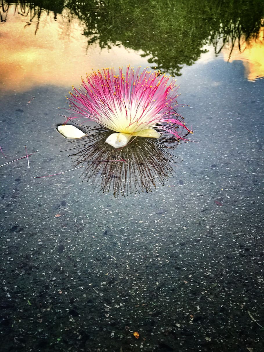 flower, water, reflection, nature, blossom, floral, fresh, texture HD wallpaper