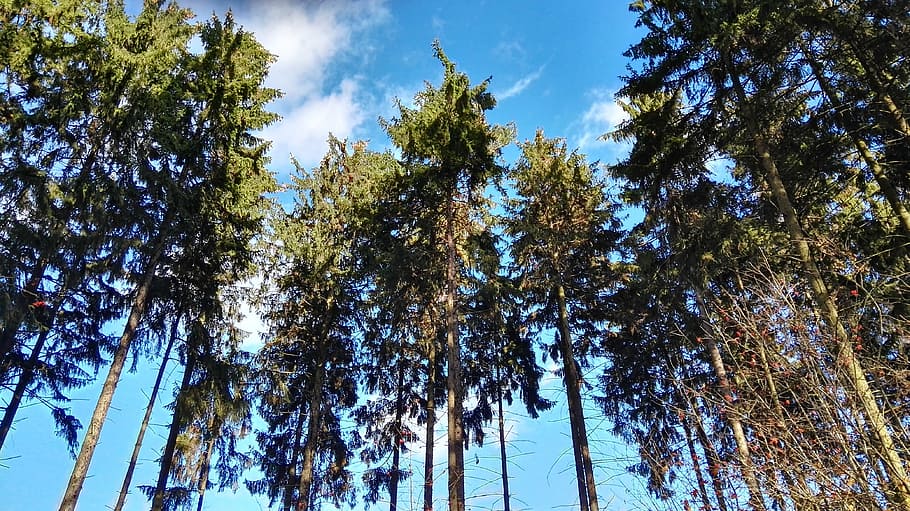 forest, tree, view, sky, from the bottom of the, light, spring HD wallpaper