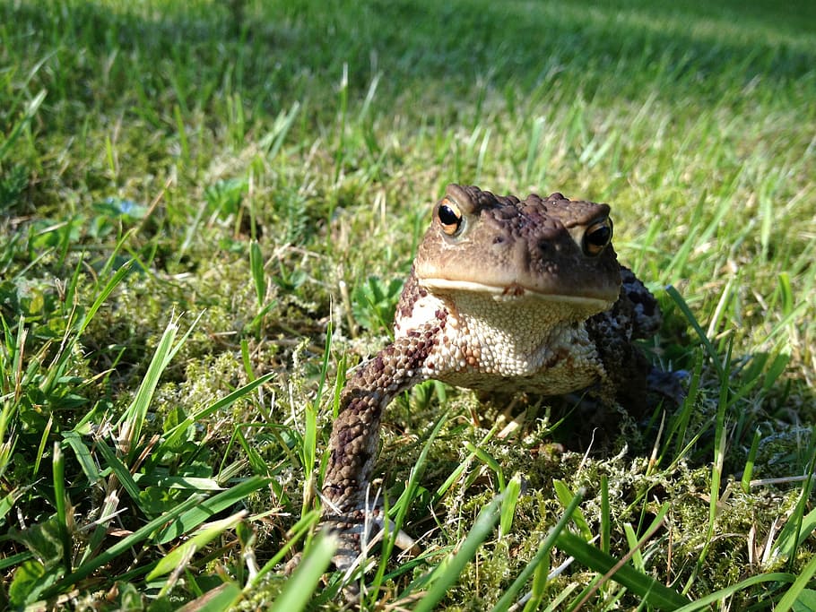 frog, toad, green, one animal, grass, animal wildlife, animals in the wild HD wallpaper