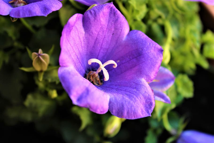flower, violet, nature, green, leaves, spring, pistil, dom HD wallpaper