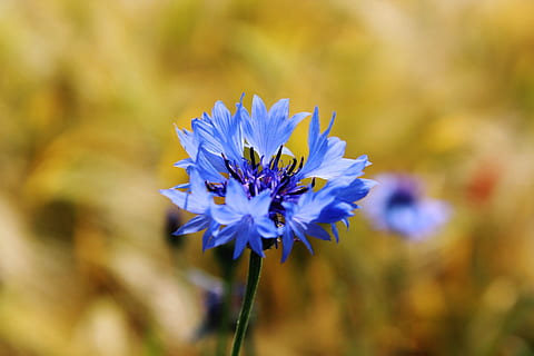 blue petaled flower plant, cornflower, centaurea cyanus, zyane HD wallpaper