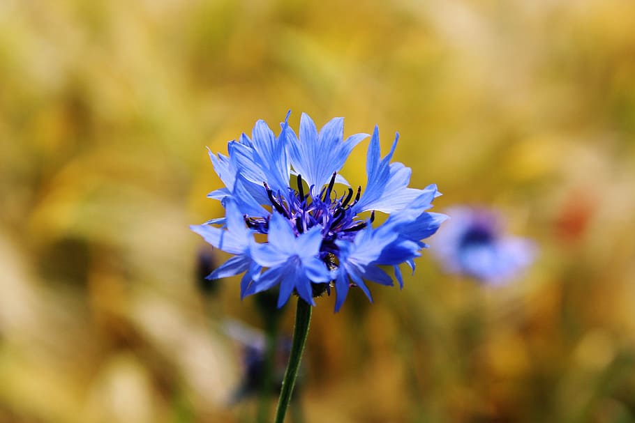 blue petaled flower plant, cornflower, centaurea cyanus, zyane