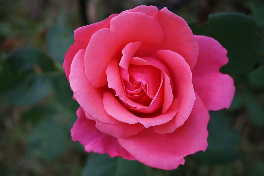 closeup photo of red rose, Blossom, Bloom, Pink, Nature, flower